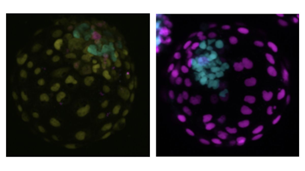 Blastoid fluorescence comparison