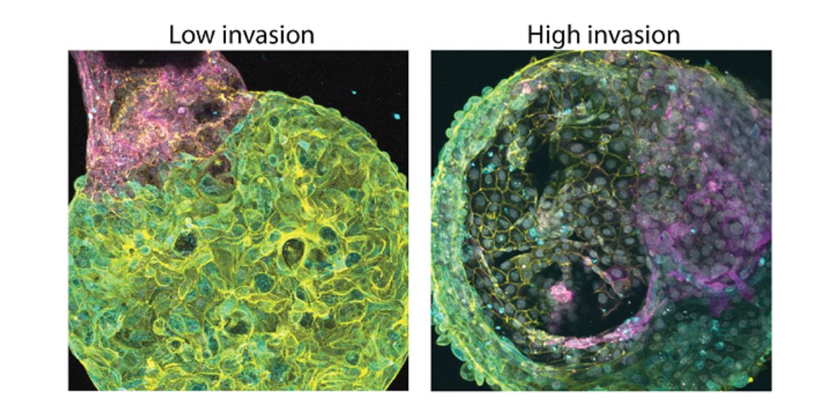 Low invasion vs. high invasion
